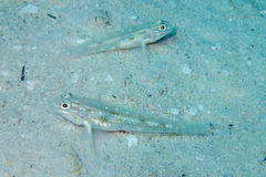 Coryphopterus glaucofraenum