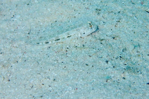 Comma goby (Ctenogobius saepepallens) — Gobiidae