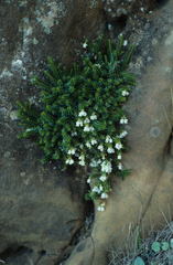 Erica depressa