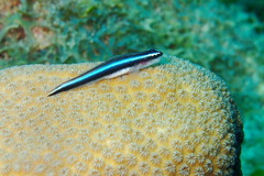 Elacatinus lobeli