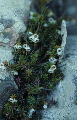 Erica depressa