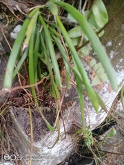 Ceratostylis