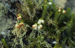Erica depressa