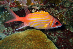 Neoniphon marianus