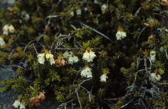 Erica depressa