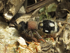 Ronisia