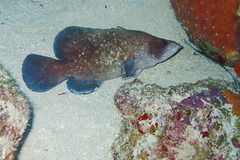 Rypticus saponaceus