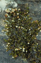 Erica depressa