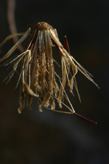 Achyrophorus saldensis image