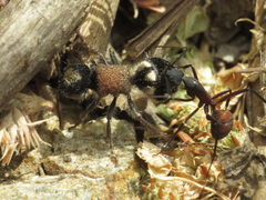 Ronisia