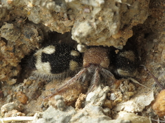 Ronisia barbarula
