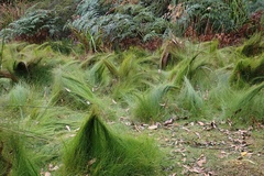 Netrostylis capillaris