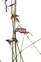 Netrostylis capillaris