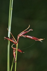 Netrostylis capillaris