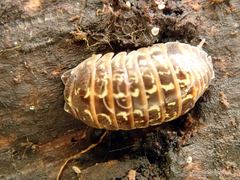 Armadillidium pulchellum