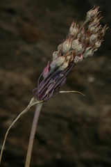 Allium trichocnemis