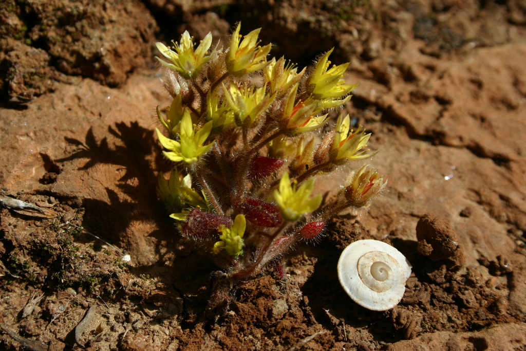 Sedum pubescens