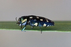 Diphucrania duodecimmaculata