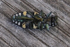 Diphucrania duodecimmaculata