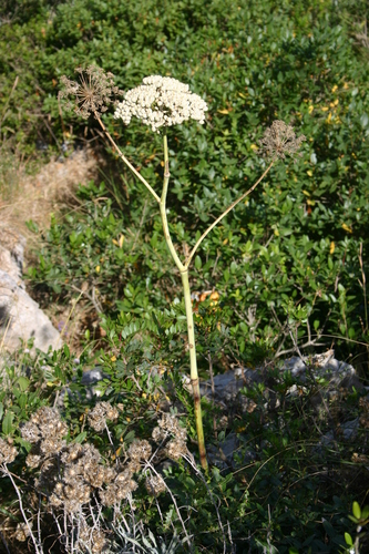 Magydaris pastinacea image