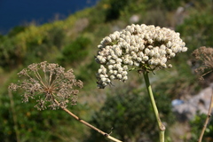 Magydaris pastinacea image