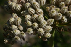 Magydaris pastinacea image