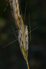 Helictochloa cincinnata