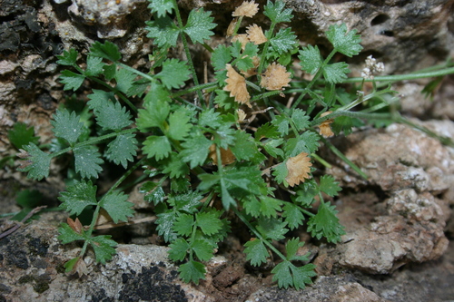 Pimpinella image