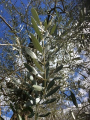 Olea europaea