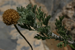 Anthemis punctata subsp. kabylica image