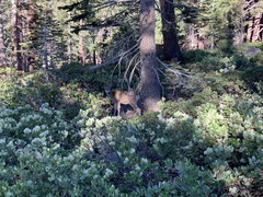 Odocoileus hemionus inyoensis