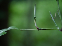 Helicanthes elastica