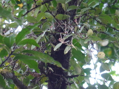 Helicanthes elastica