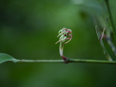 Helicanthes elastica