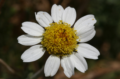 Anthemis punctata image