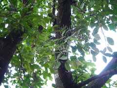 Helicanthes elastica