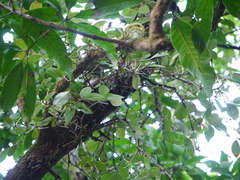 Helicanthes elastica