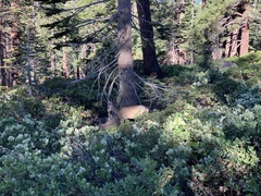 Odocoileus hemionus inyoensis