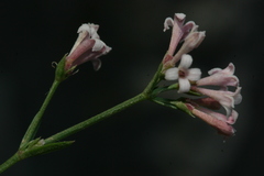 Cynanchica aristata image
