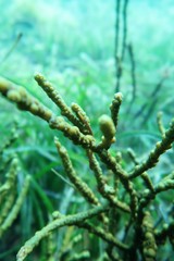 Stigmatopora narinosa