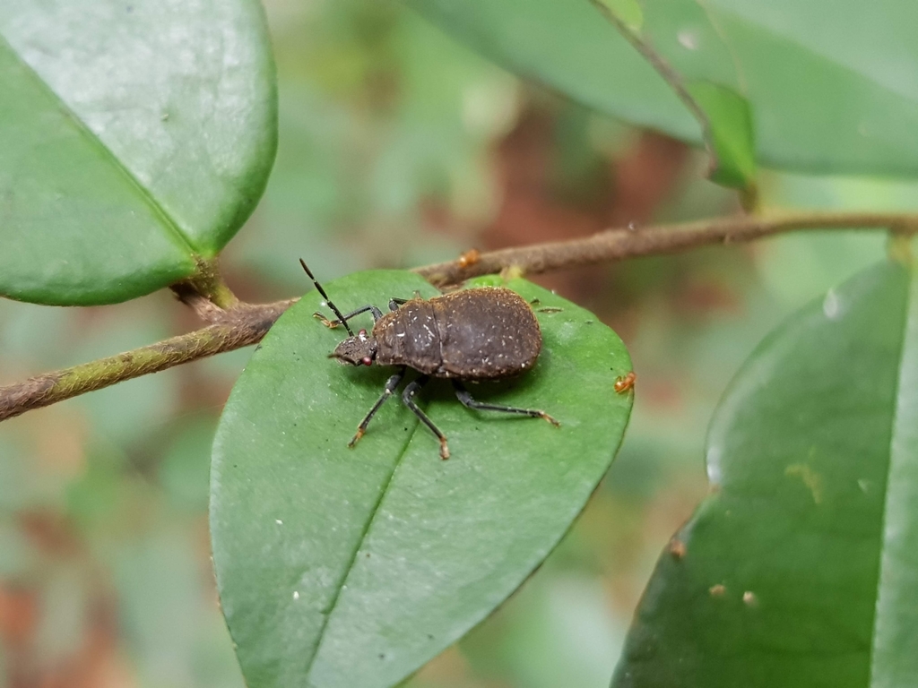 Caternaultiella