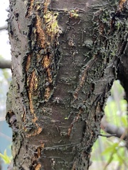 Prunus