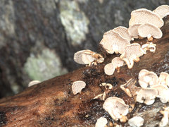 Panellus luxfilamentus