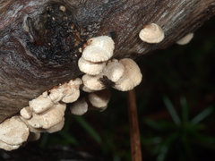 Panellus luxfilamentus