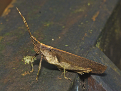 Desmoptera truncatipennis