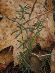 Galium uniflorum