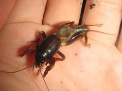 Gryllotalpa pluvialis