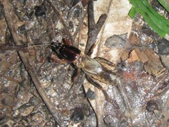 Gryllotalpa pluvialis