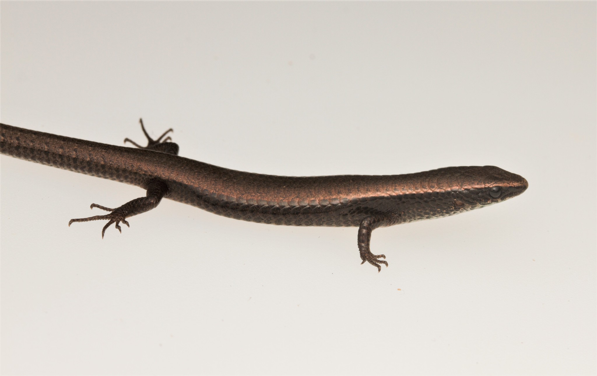 Gymnophthalmus underwoodi Grant, 1958