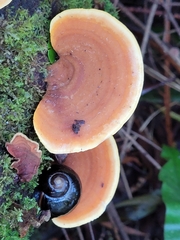 Victaphanta compacta